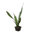 Snake Plant 'Zeylanica'