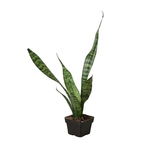 Snake Plant 'Zeylanica'