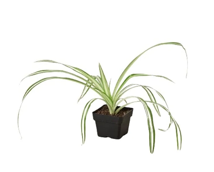 Spider Plant 'Reverse'