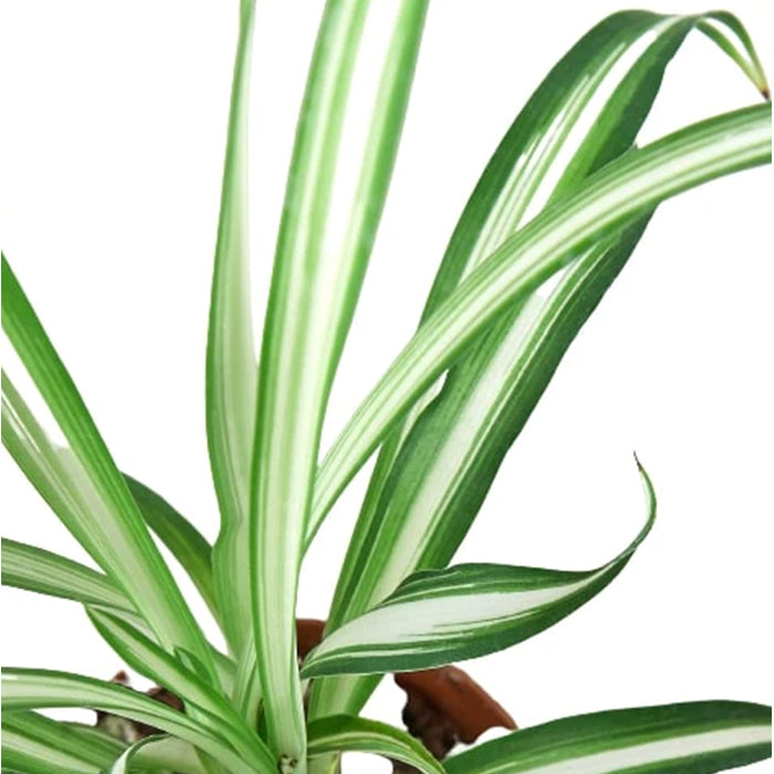 Spider Plant 'Reverse'