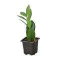 ZZ Plant