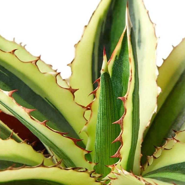 Agave 'Quadricolor'