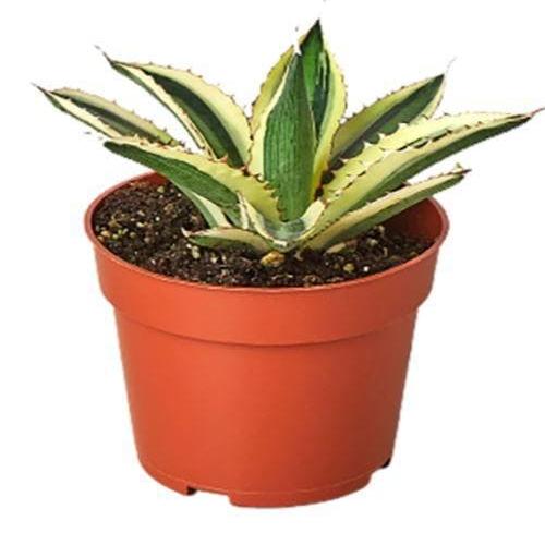 Agave 'Quadricolor'