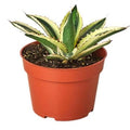 Agave 'Quadricolor'