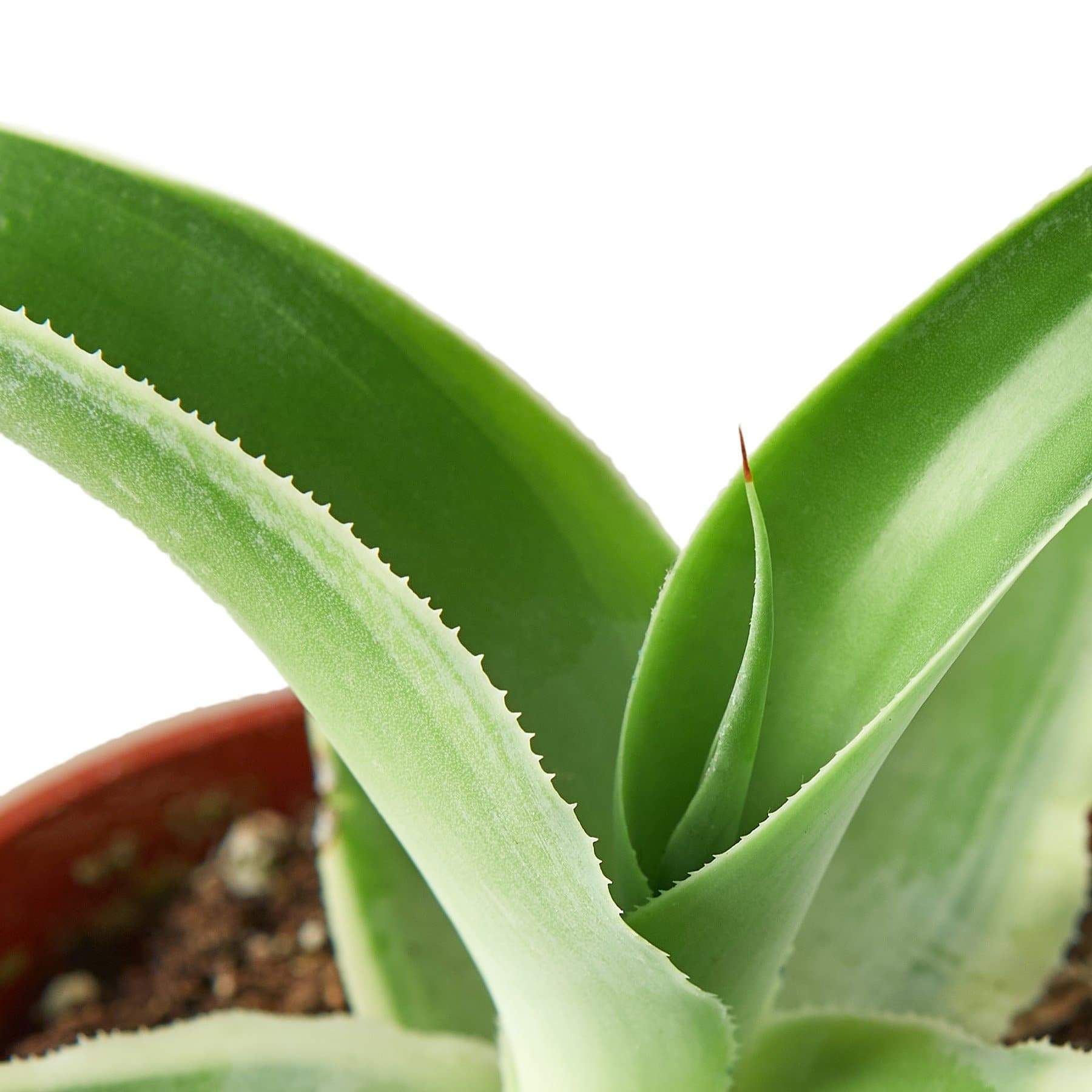 Agave 'Vilmoriniana'