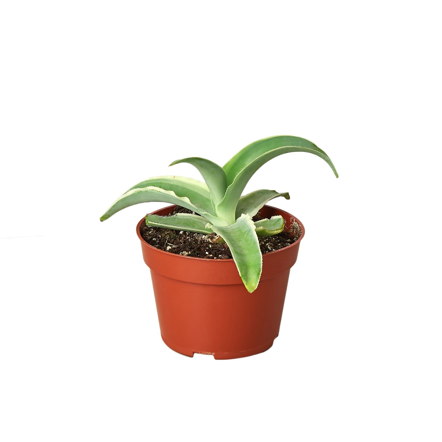 Agave 'Vilmoriniana'