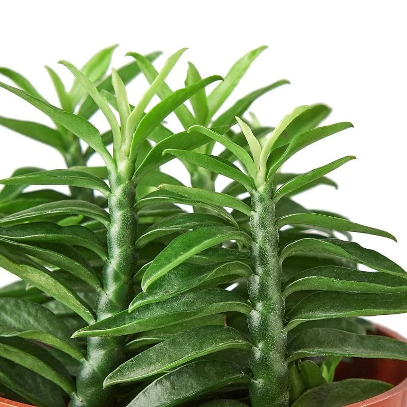Euphorbia "Devil's Backbone"