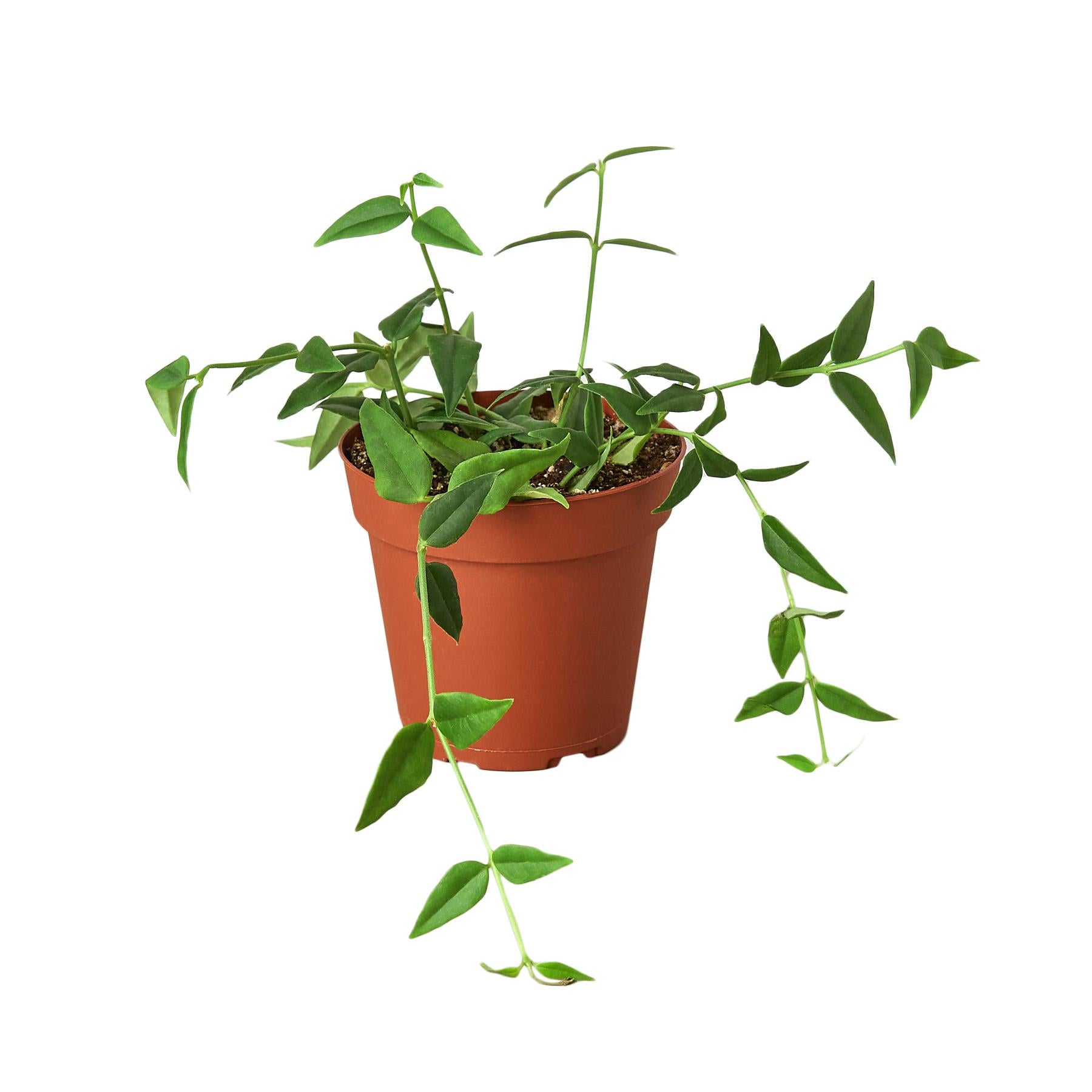 Hoya 'Bella'