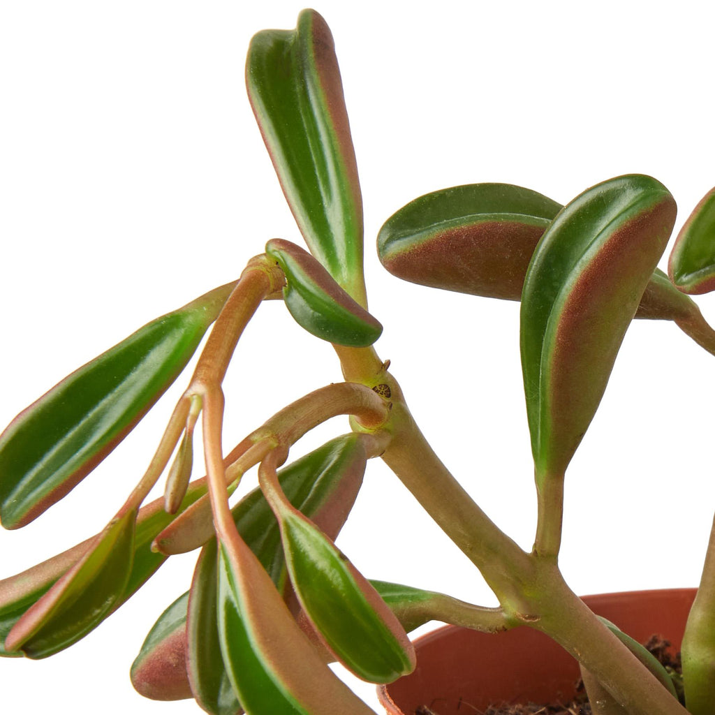 Peperomia 'Ruby Glow'