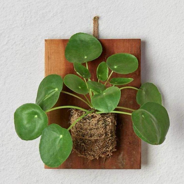 Pilea Peperomioides on Wood
