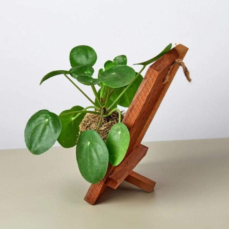 Pilea Peperomioides on Wood