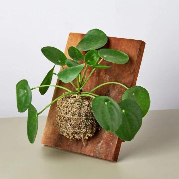 Pilea Peperomioides on Wood
