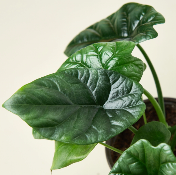 Alocasia 'Mirror Face'