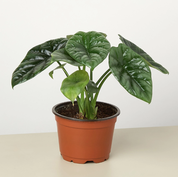 Alocasia 'Mirror Face'