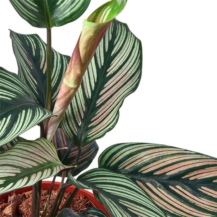 Calathea 'White Star'
