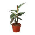Calathea 'White Star'
