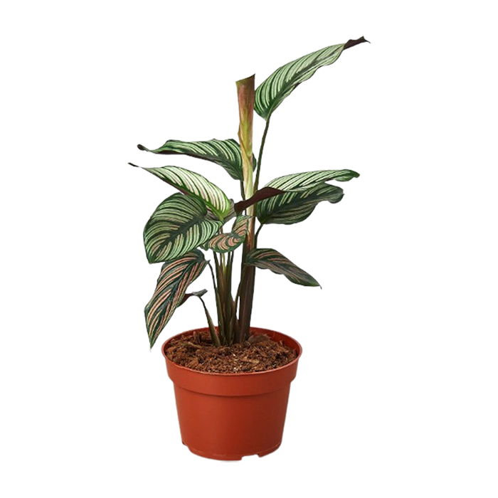 Calathea 'White Star'