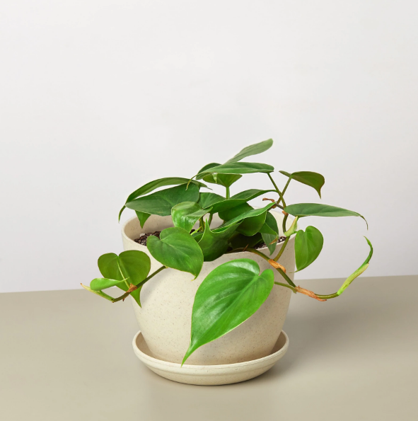 Philodendron 'Cordatum' & Pot