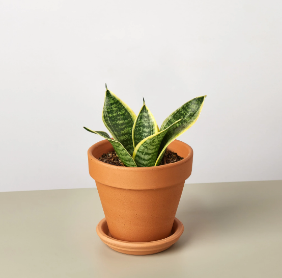 Snake Plant 'Ocean Star' & Pot