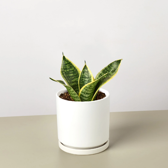 Snake Plant 'Ocean Star' & Pot
