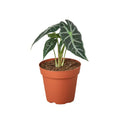 Alocasia 'Bambino'
