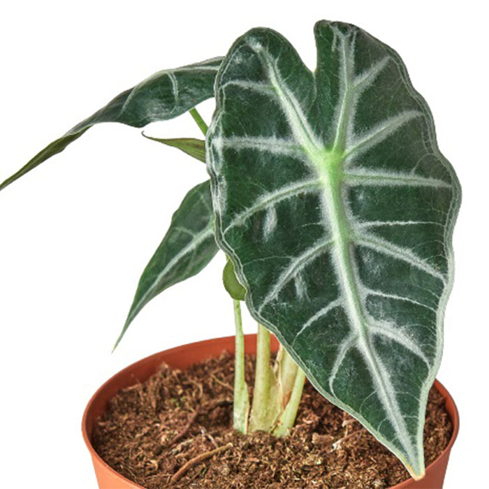 Alocasia 'Bambino'