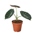 Alocasia 'Black Velvet'