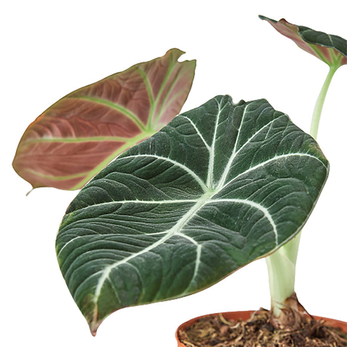 Alocasia 'Black Velvet'
