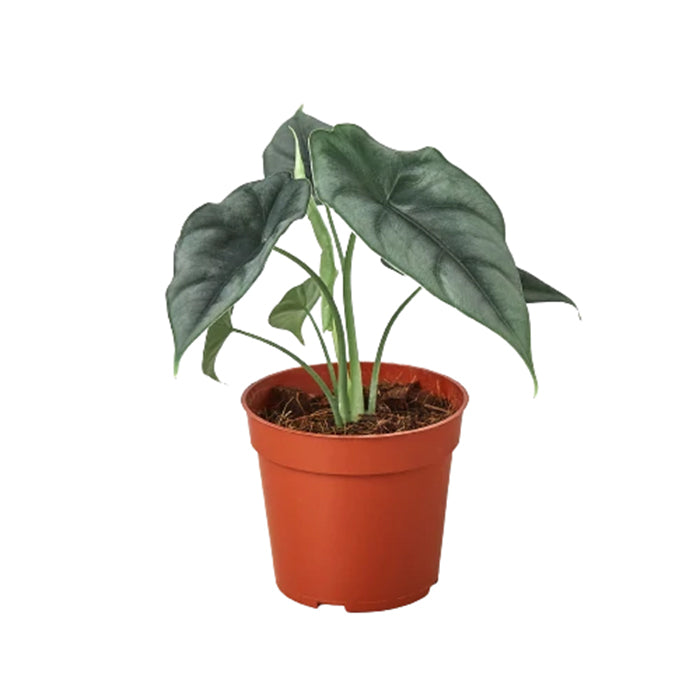 Alocasia 'Reversa'