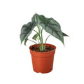 Alocasia 'Reversa'