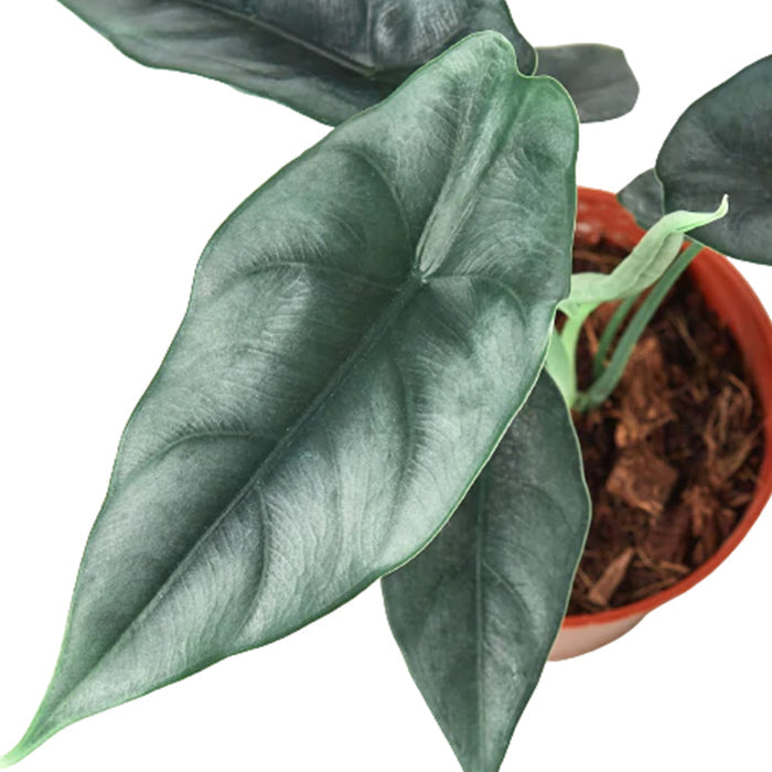 Alocasia 'Reversa'