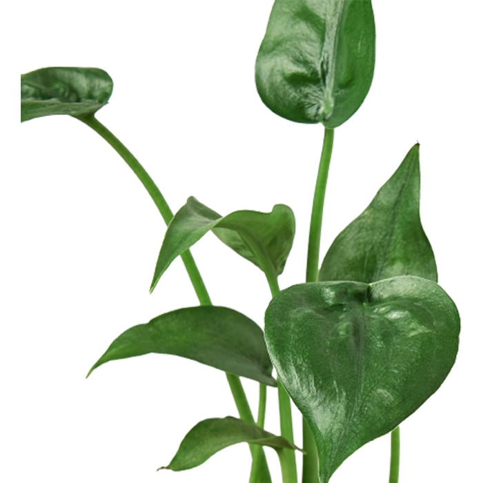 Alocasia 'Tiny Dancer'