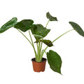 Alocasia 'Wentii'