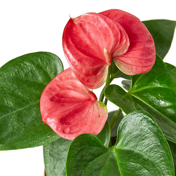 Anthurium 'Pink'