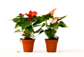 Anthurium Variety Bundle
