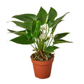 Anthurium 'White'