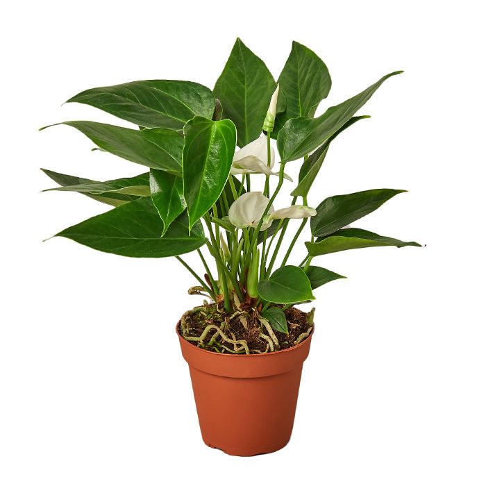 Anthurium 'White'
