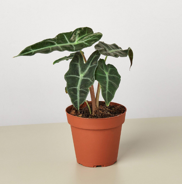Alocasia 'African Mask'