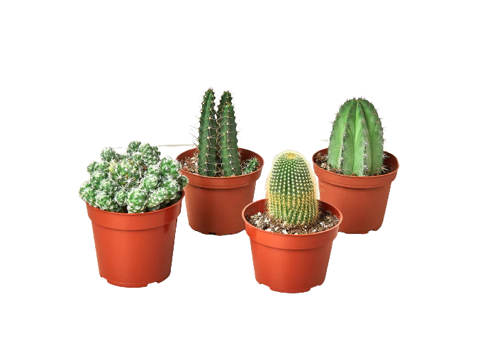Cactus Variety Bundle