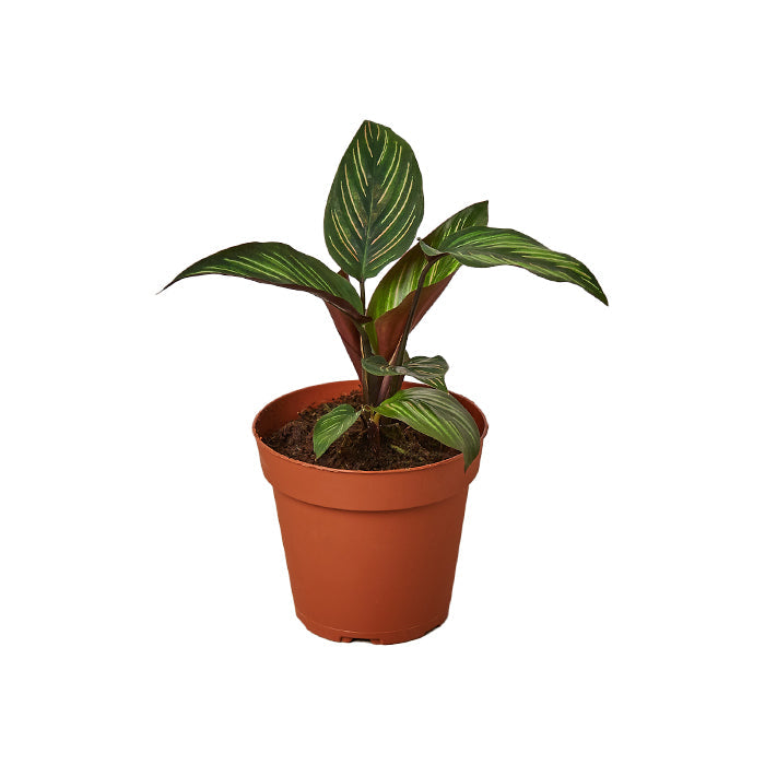 Calathea 'Beauty Star'