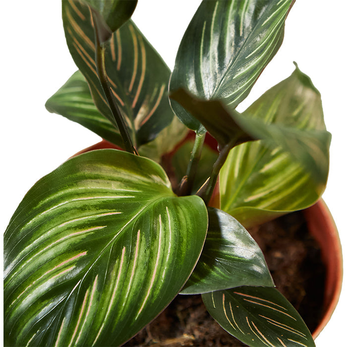 Calathea 'Beauty Star'