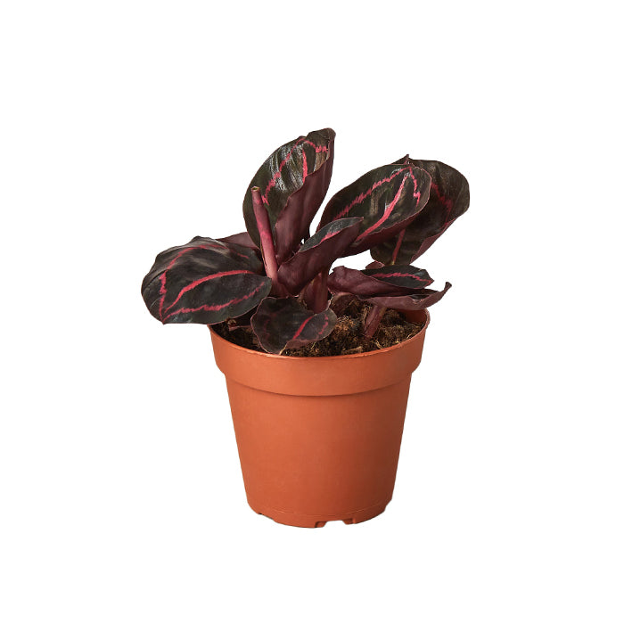 Calathea 'Dottie'