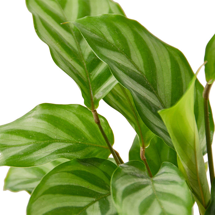 Calathea 'Freddie'