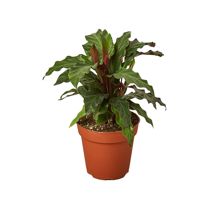 Calathea 'Furry Feather'