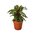 Calathea 'Furry Feather'