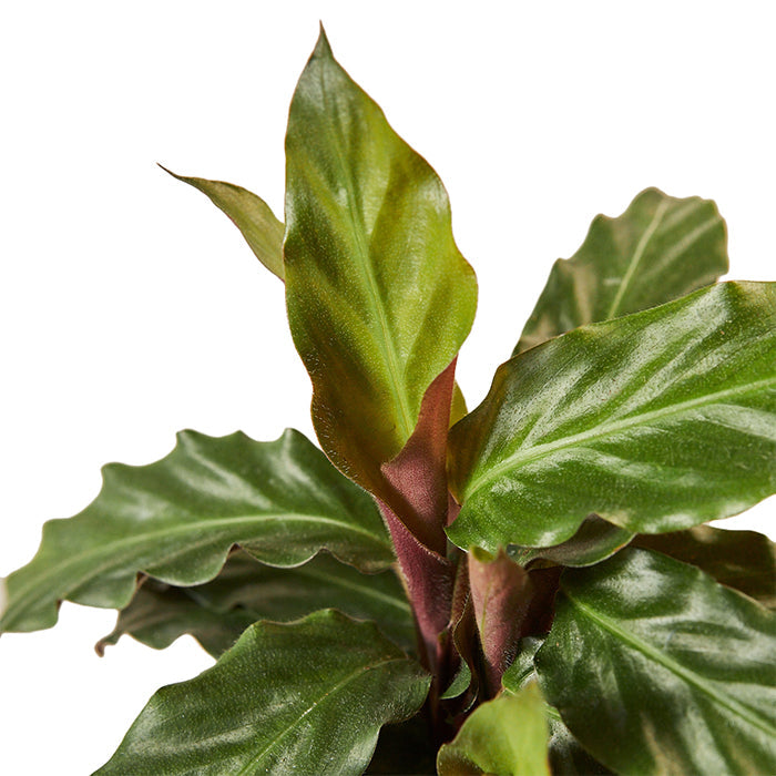 Calathea 'Furry Feather'