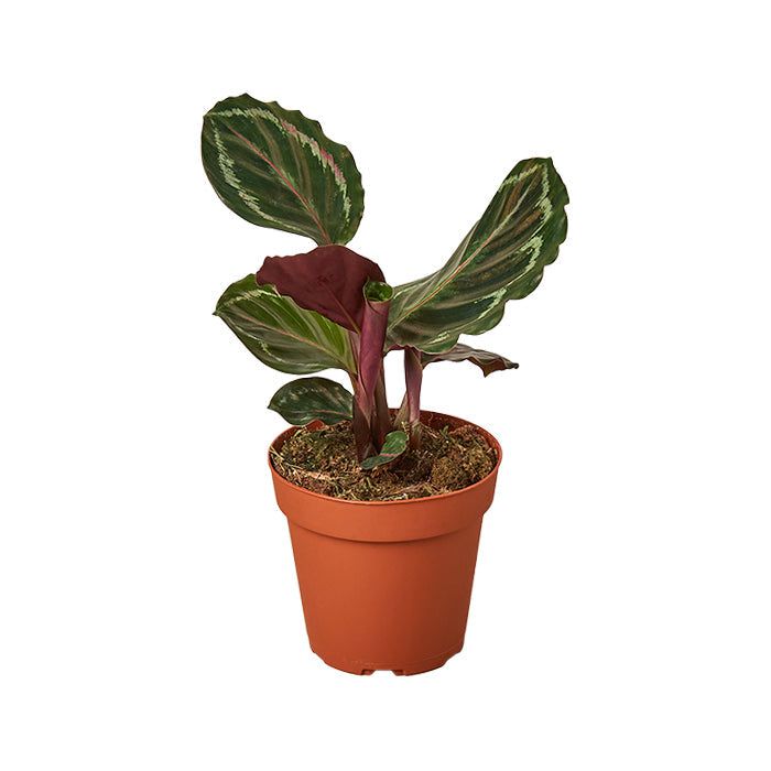 Calathea 'Medallion'