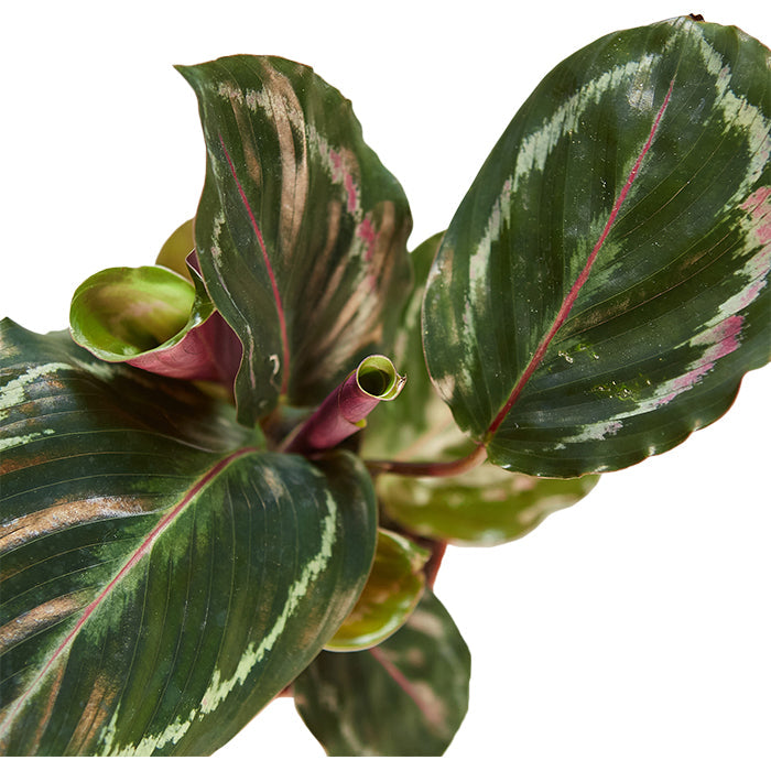 Calathea 'Medallion'