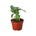 Calathea 'Orbifolia'