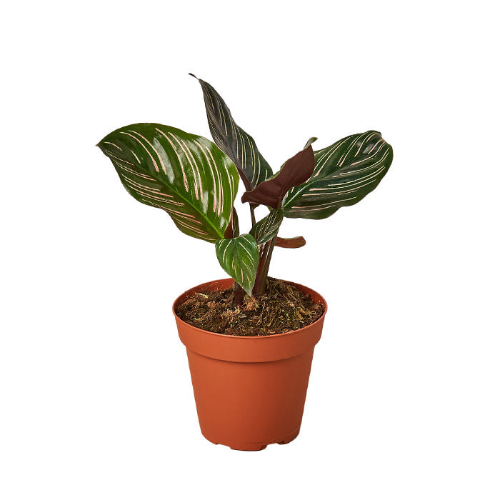 Calathea 'Ornata'
